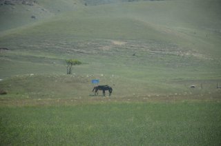 Сары-Тюз. Курган и кони.