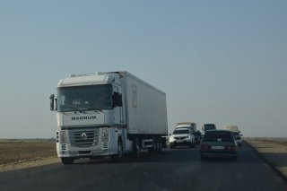 Коровы.