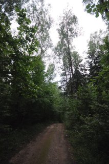 Лесная дорога к форту.