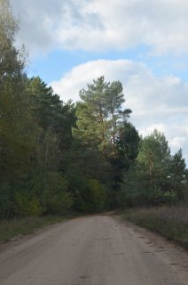 Дорога через лес.