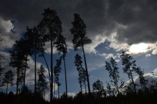 Верхушки деревьев в контровом свете.