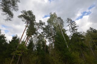 Верхушки деревьев.