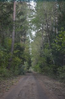 Лесная дорога.
