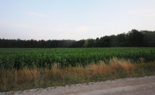 Кукурузное поле.