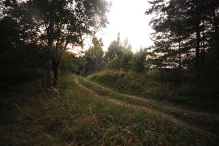 Лесная дорога.
