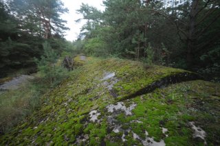 Деревья на куполе форта.