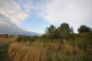 Роща на фоне домов.