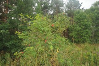 Бузина кистевидна. (Sambucus racemosa).