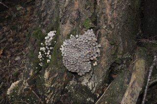 Coprinellus Disseminatus Навозник Рассеянный на дереве.