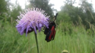 Zygaena filipendulae/Knautia Arvensis Пестрянка на короставнике полевом.