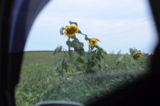 За окном - подсолнухи.
