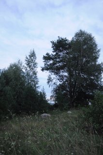Камни под деревом.
