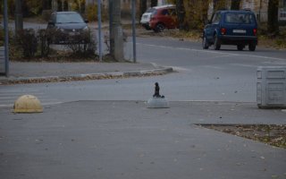 Суслик у перекрёстка.