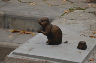 Суслик в парке.